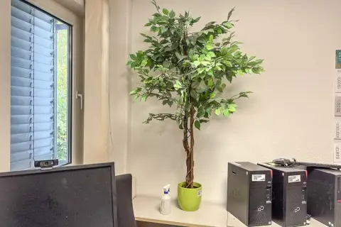 Plante décorative
