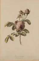 Legrand, Pierre-François (probably 1743 - after 1824, French engraver and etcher),