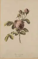 Legrand, Pierre-François (probably 1743 - after 1824, French engraver and etcher),