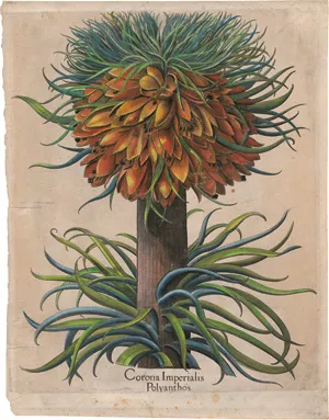 Besler, Basilius – Corona Imperialis Polyanthos