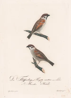 Borckhausen, Moritz Balthasar – Teutsche Ornithologie