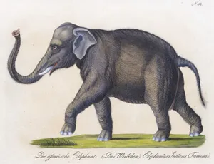 Brodtmann, Karl Joseph – Sieben kolorierte lithographische Tafeln
