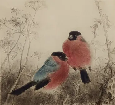MEYER-EBERHARDT, KURT. Twee goudvinken, kleurets.