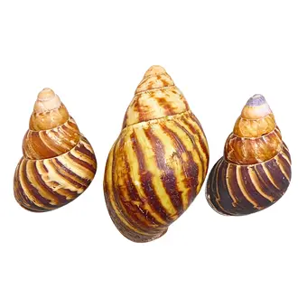 COQUILLES D'ESCARGOTS GÉANTS AFRICAINS (ACHATINIDAE), 3 PIÈCES.