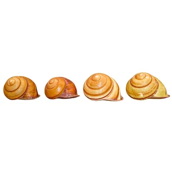GEHÄUSE VON LANDSCHNECKEN (CAMAENA), 4 TEILE.
