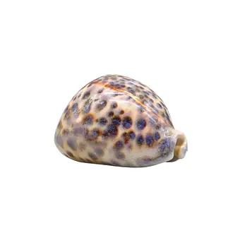 GEHÄUSE VON TIGER-PORZELLANSCHNECKE (CYPRAEA TIGRIS).