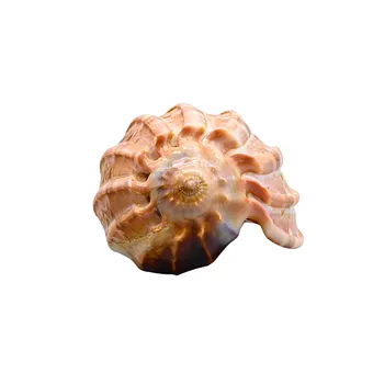 GEHÄUSE EINER HARFENSCHNECKE (HARPA).