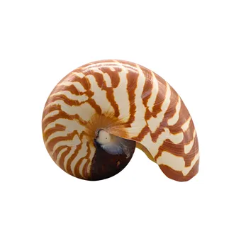 GEHÄUSE EINES PERLBOOTS (NAUTILUS POMPILIUS).