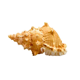 GEHÄUSE EINER RIESENFROSCHSCHNECKE (TUTUFA BUBO).
