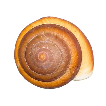 GROSSES GEHÄUSE EINER LANDSCHNECKE.