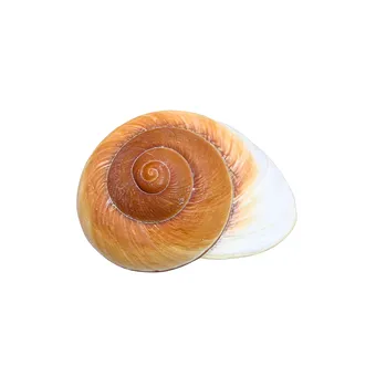 GROSSES GEHÄUSE EINER LANDSCHNECKE.