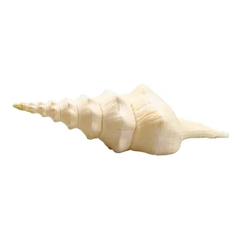 GEHÄUSE EINER SPINDELSCHNECKE (GATTUNG FUSINUS).
