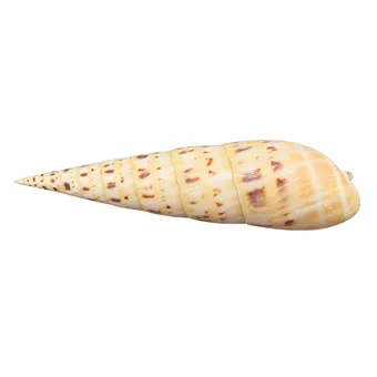 COQUILLE DE VIS (TEREBRA MACULATA).