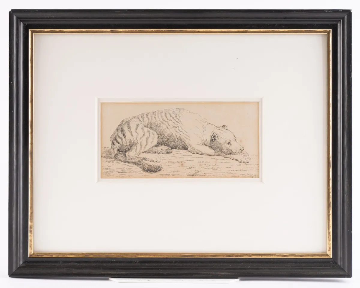 Un chien couché - encadré sous verre avec passe-partout, format de la feuille visible env. 9,5 x 20 cm, gravure sur cuivre vers 1790, pap…
