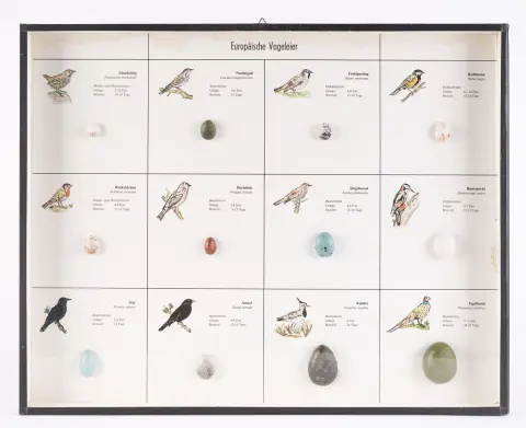 Vitrine Œufs d'oiseaux européens, env. 40 x 50 x 4 cm, 20e/21e s.