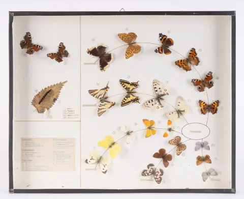 Vitrine PAPILLONS DE JOUR, 20e/21e s., env. 40 x 50 x 4 cm.