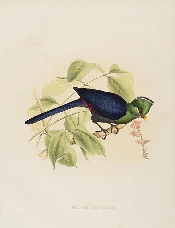 Hermann Schlegel, Toerako's, 1860