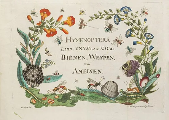 Johann Ludwig Christ, Histoire naturelle, classification et nomenclature des insectes