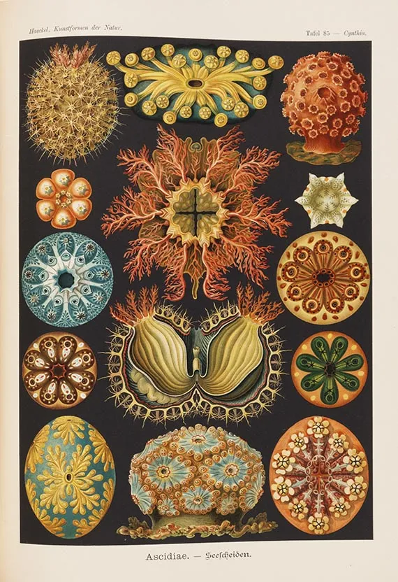 Ernst Haeckel, Kunst-Formen der Natur. 10 Hefte und Supplement in 1 Band