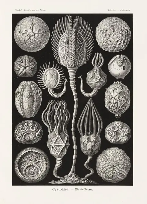 Ernst Haeckel, Kunstformen der Natur. 3 sveska