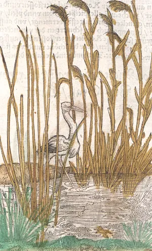 Bock, Hieronymus – Kreuter Buch