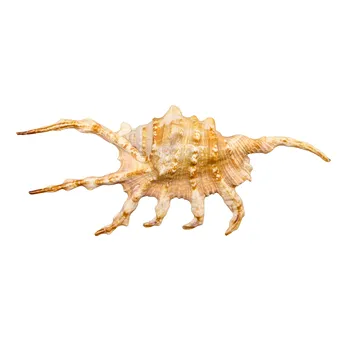 Coquille de scorpion (Lambis scorpius).