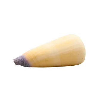 Coquille de cône vierge (Conus virgo).