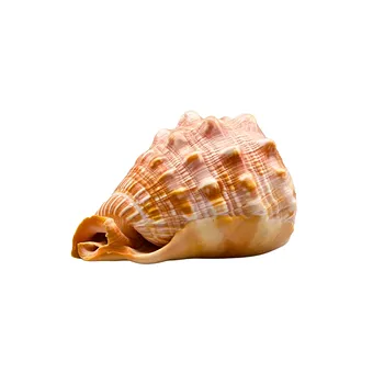 Schelp van een rode helmsslak (Cypraecassis rufa).