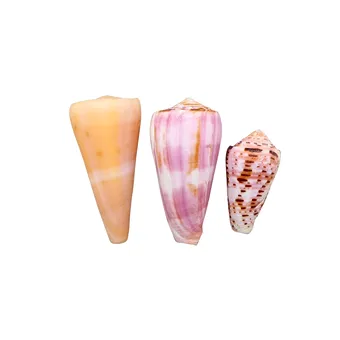 Un ensemble de trois coquillages de cônes (Conidae).