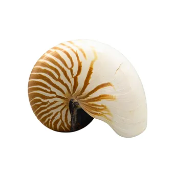 COQUILLE DE NAUTILE (NAUTILUS POMPILIUS).