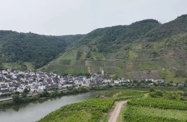 Terrain viticole en friche dans le secteur 'Kloster Stuben' à Bremm