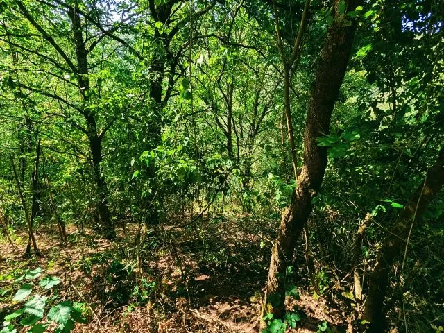 Vertragsfreie Waldfläche (ehemaliger Weinberg) im Moseltal & nahe des ´Neefer Baches´
