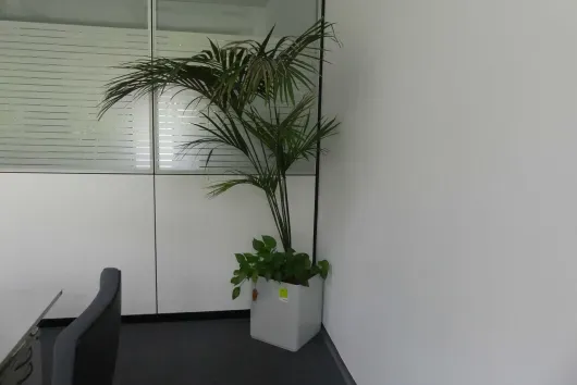 1 plante en pot