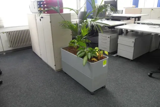 1x Pflanze im Pflanzgefäß
