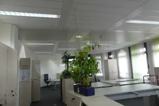 1x Pflanze im Pflanzgefäß