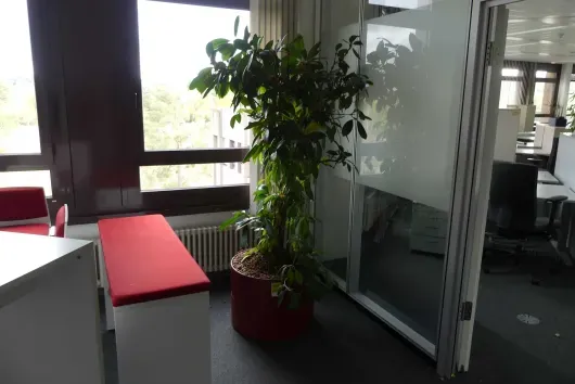 1x plante en pot