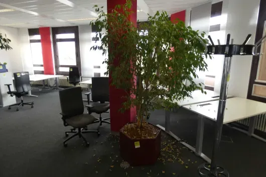1x Pflanze im Pflanzgefäß