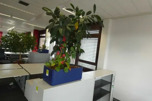 1x plante en pot