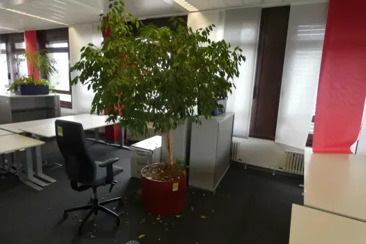 1x Pflanze im Pflanzgefäß