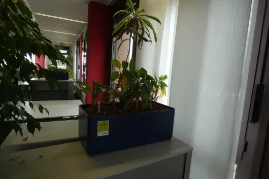 1x Pflanze im Pflanzgefäß