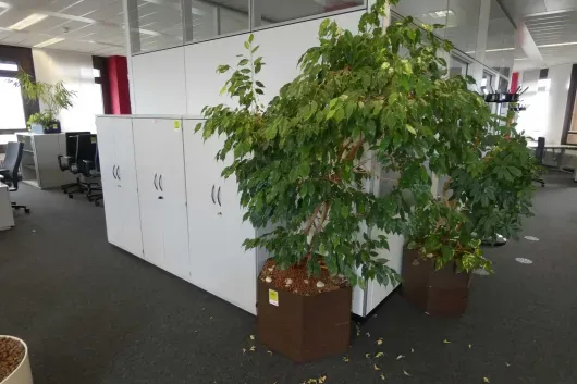 1x plante en pot