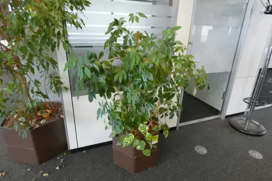 1x Pflanze im Pflanzgefäß