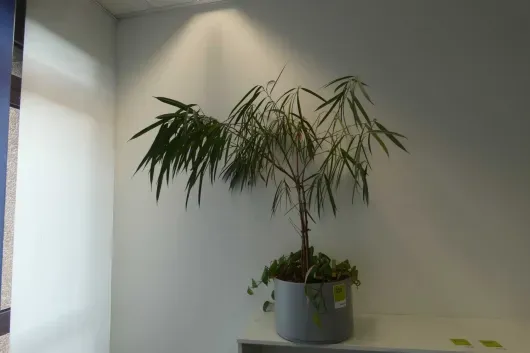 1x plante en pot