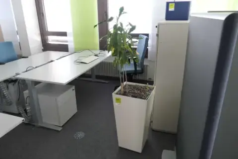 1 plant in a planter