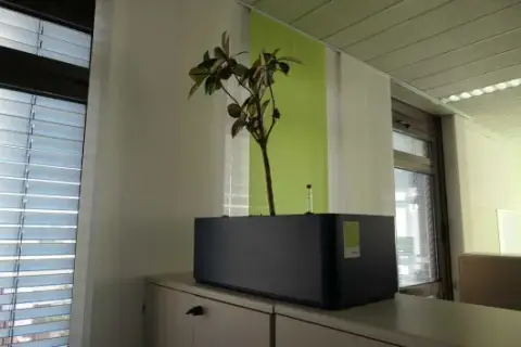 1 plant in a planter