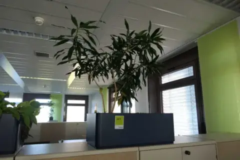 1 plant in a planter