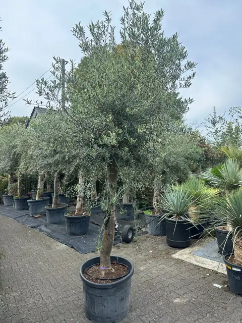 Olive tree (Olea Europea)