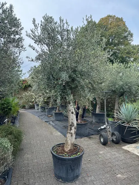 Olive tree (Olea Europea)