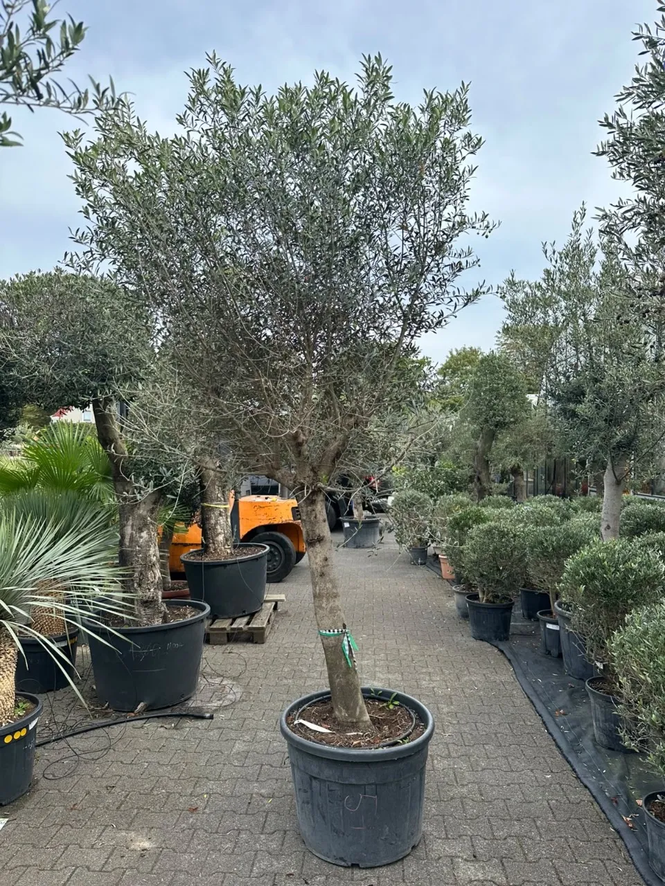 Olive tree (Olea Europea)