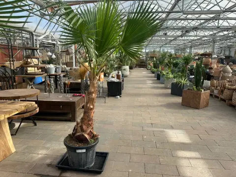 Mexican Washington palm (Washingtonia Robusta)